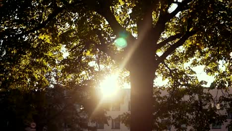 Early-morning-sun-comes-up-through-trees-at-sunrise-or-sunset