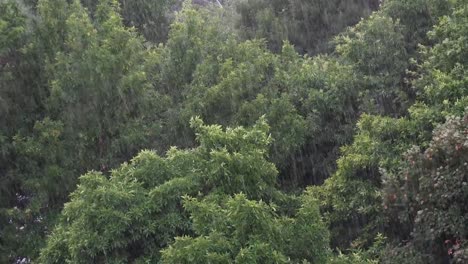 Cascada-de-agua-pura-en-el-bosque-del-otoño,-ULTRAHD-4k,-en-tiempo-real