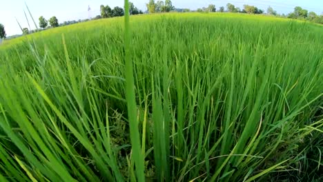 Rice-field-at-sunrise