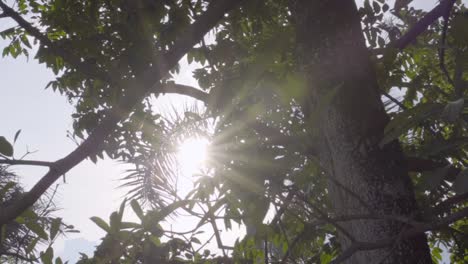 Rayo-de-sol-la-llamarada-a-través-del-árbol-del-diablo