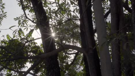 Sun-Ray-Flare-sliding-Devil-Tree