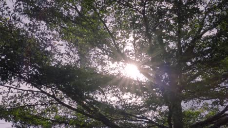 Sun-Ray-Flare-upward-the-tree