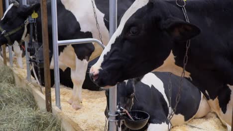 the-Cow-chews-,-posing-and-meditating