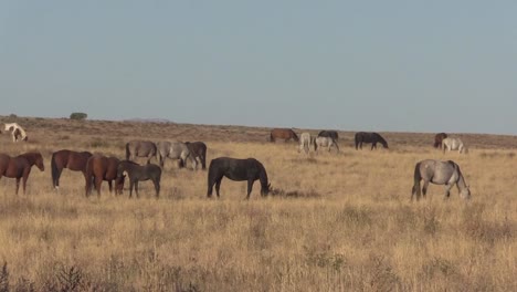 Manada-de-caballos-salvajes-en-Utah