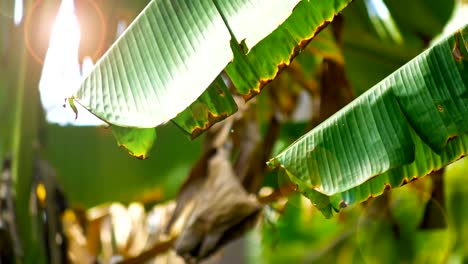 Banana-leaf-with-flare-of-light.