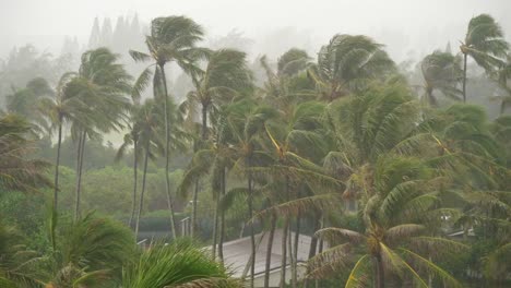 Regen-fällt-auf-Palmen-auf-der-Insel-Oahu