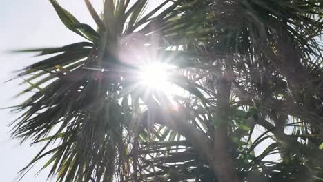 Newquay-Cornwall,-backlit-Palm-tree