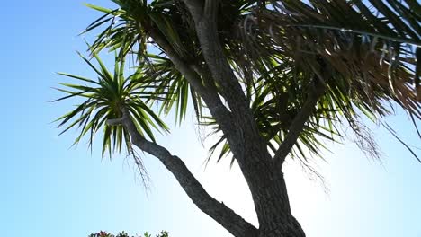 Newquay-Palm-árbol-iluminado-con-la-llamarada-del-sol.-Cámara-lenta.