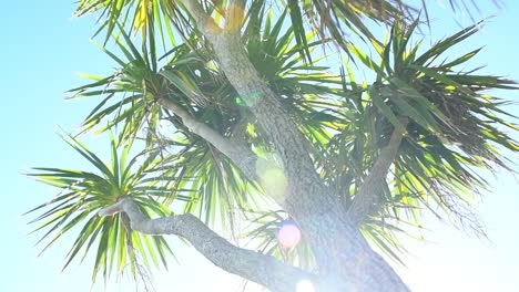 Newquay-Palm-Tree-Hintergrundbeleuchtung-mit-Sonne-Flare.-Slow-Motion.