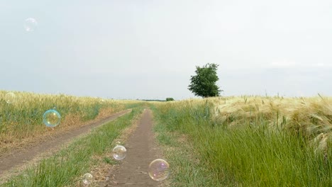 Seifenblasen-auf-einem-Weizenfeld.