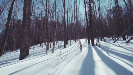 Slow-sliding-view-of-beautiful-snowy-winter-leafless-forest.-Bright-sunny-day