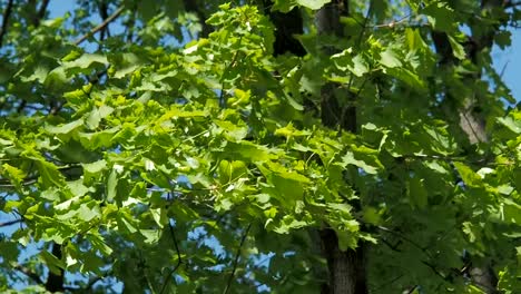 Maple-branches.