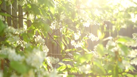 Bird-cherry-tree-in-sunlight