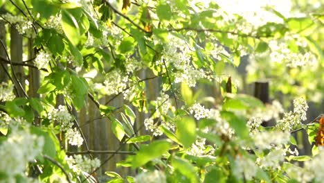 Bird-cherry-tree-in-sunlight