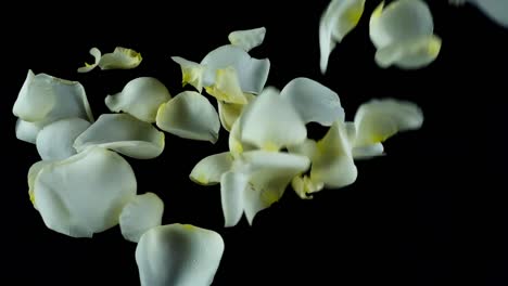 Petals-of-a-white-rose-fall-on-a-black-background.-Slow-motion.