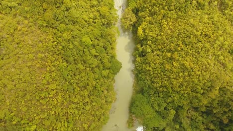 River-in-rainforest-Philippines,-Bohol