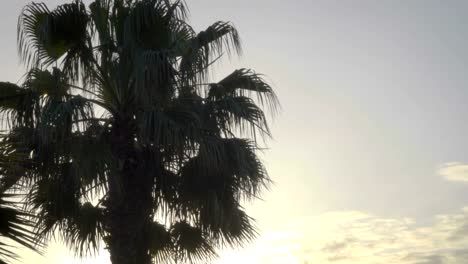 Silhouette-Palm-trees--at-sky-background.-View-of--branches-palms-at-the-sunset.-Summer-traveling-vacation-and-tropical-concept-.