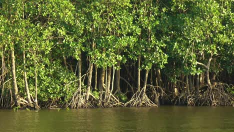 Bosque-de-manglares-en-Chanthaburi,-Tailandia