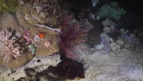 Coral-reef.-Philippines,-Mindoro