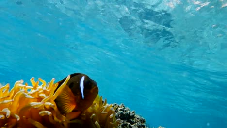 Clownfish-living-in-their-sea-anemone