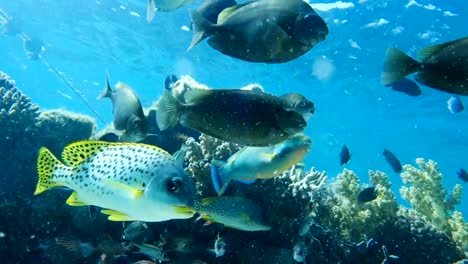 Rotes-Meer-Fische