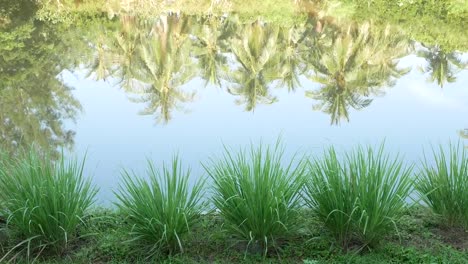 Wasser-der-Kokospalme-reflektieren.