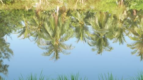 Wasser-der-Kokospalme-reflektieren.