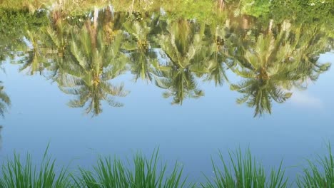 Wasser-der-Kokospalme-reflektieren.