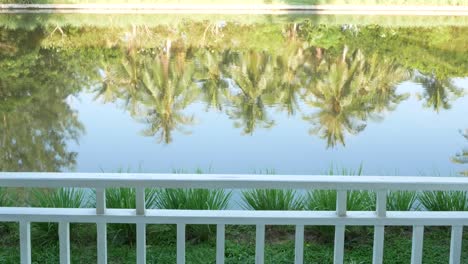 Reflect-on-water-of-coconut-tree.