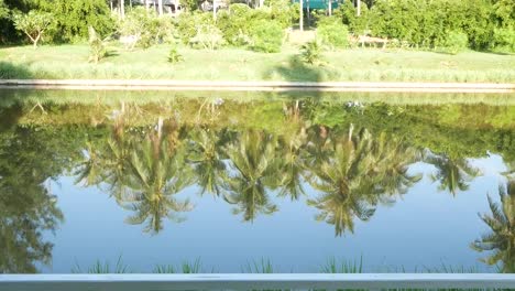 Reflect-on-water-of-coconut-tree.