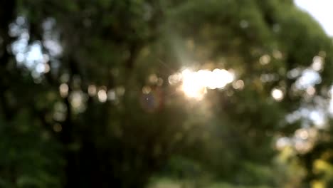 The-sun-shines-through-the-green-leaves-of-the-tree