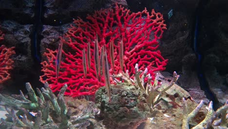 Hermosos-peces-en-el-acuario-con-decoración-de-acuático-plantas-de-fondo.