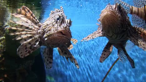 Hermosos-peces-en-el-acuario-con-decoración-de-acuático-plantas-de-fondo.