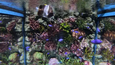 Hermosos-peces-en-el-acuario-con-decoración-de-acuático-plantas-de-fondo.