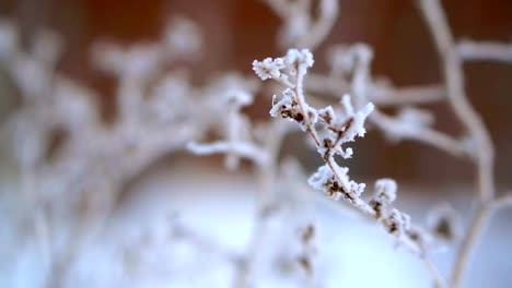 Hierba-seca-en-la-nieve-y-la-helada,-muy-fría.-Helada-severa-en-Alaska