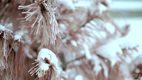 Secas-de-abeto,-en-la-nieve,-muy-fría.-Helada-severa-en-Alaska