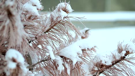 Dried-spruce,-in-the-snow,-very-cold.-Severe-frost-in-Alaska