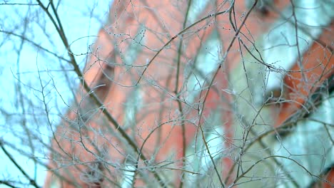 Zweige-der-Bäume-im-Schnee-und-Frost,-sehr-kalt.-Strengem-Frost-in-Alaska