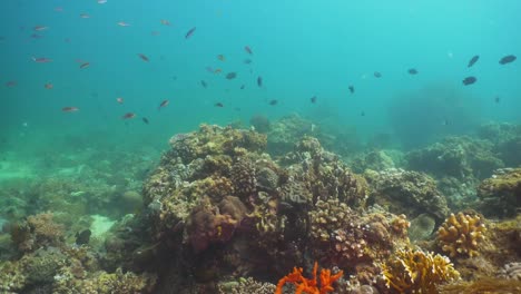 Coral-reef-and-tropical-fish.-Philippines,-Mindoro