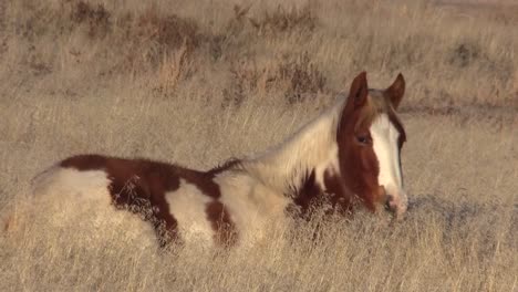 Wildpferd-Fohlen-in-der-Wüste-von-Utah