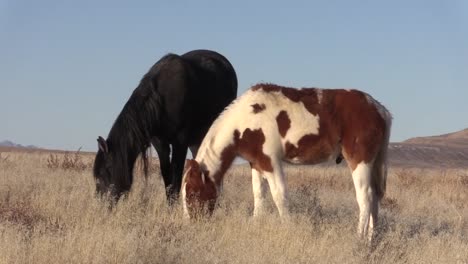 Caballos-salvajes-en-el-desierto-de-Utah