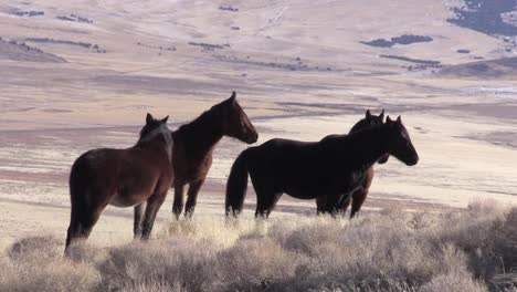 Wilde-Pferde-in-der-Wüste-von-Utah