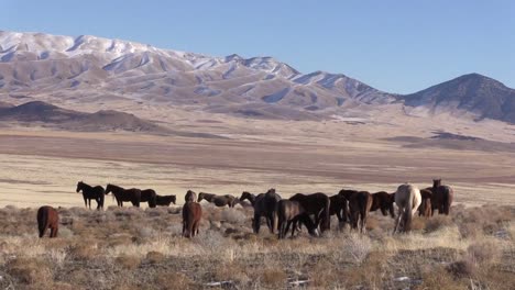 Wilde-Pferde-in-der-Wüste-von-Utah