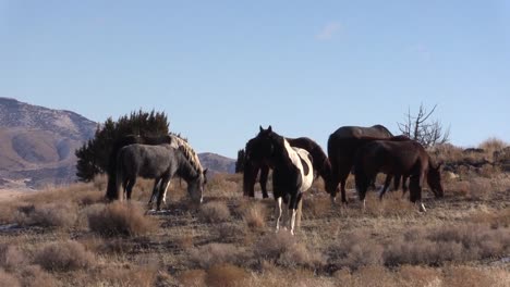 Wilde-Pferde-in-der-Wüste-von-Utah