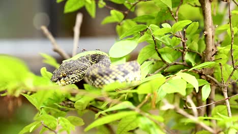 shore-pit-viper-on-the-tree