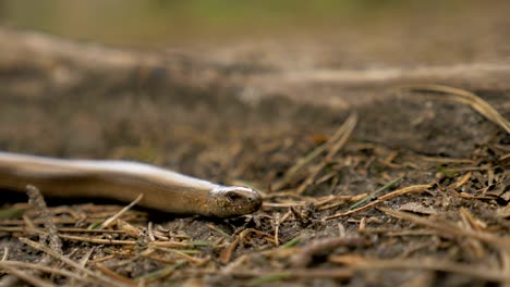 Limbless-lizard-look-like-a-snake.-Slowmotion-180-fps-close-up-shot