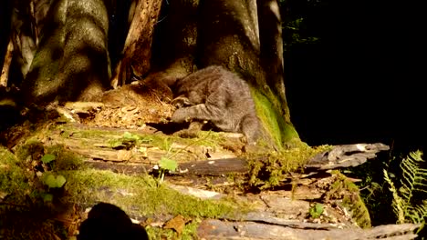 gatito-salvaje-bosque-gris-es-lavado-en-luz-del-sol-bajo-un-árbol-y-musgo