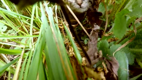 graue-kleine-wilde-Katze-Kätzchen-schleichen-in-hohe-Gräser-im-Wald,-Nahaufnahme