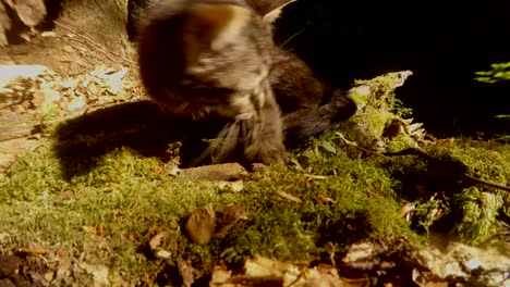 graue-Wald-Wildkätzchen-spielen-mit-einem-Schweif-in-heller-Sonne-unter-einem-Baum-Nahaufnahme