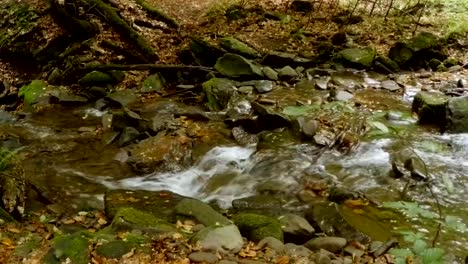 gatito-de-gato-montés-pequeño-gris-cruza-un-río-pedregoso-en-el-bosque